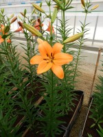 [4060 Pedrolino No01.JPG]